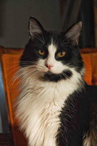 istock Tuxedo cat on orange chair 1265222938