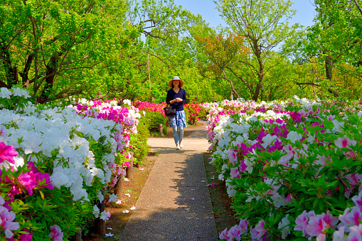 A Japanese woman is walking, and enjoying azalea flowers of different colors in full bloom, in Hanegi Park, a public park in Setagaya Ward, Tokyo, on a fine spring day. The green leaves in the background are those of plum trees, for which the park is famous.