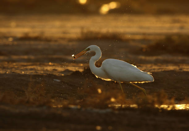istock The western reef heron is also called the western reef egret 1265223436