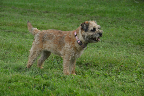 istock Border terrier is standing in a park 1265224078