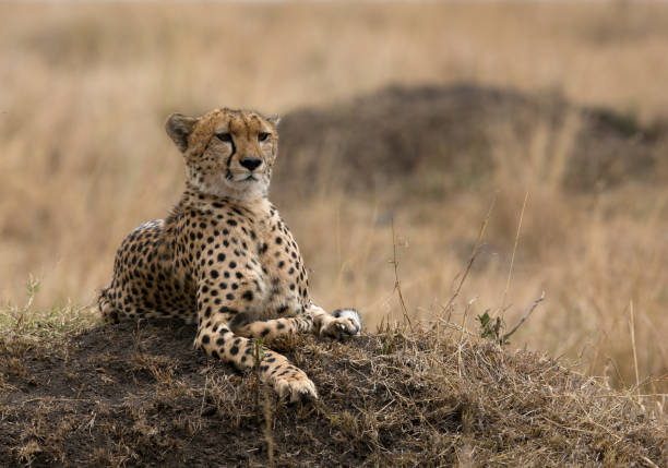 istock Cheetah is a big cat also know as the hunting leopard 1265225079
