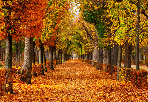 Empty alley covered by foliage in autumn park, Vienna, Austria Empty road in autumn Park fall scenery stock pictures, royalty-free photos & images