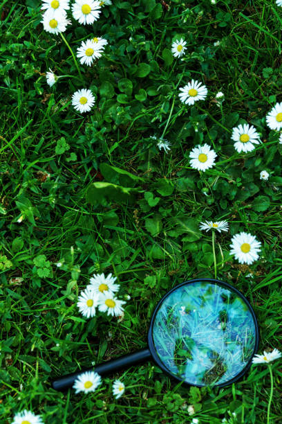 Beautiful daisies blooming in a field of vibrant green grass, capturing the essence of springtime