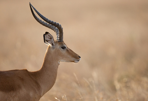 Portrait of Impala, Masai Mara