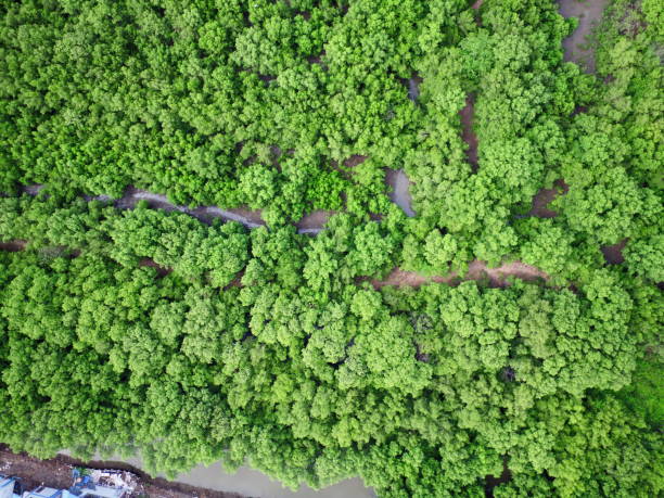 istock mangrove forest aerial view photography drone 1265229123