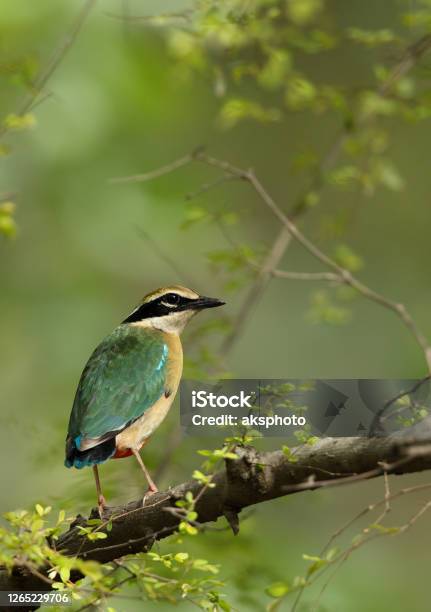 The Indian Pitta Is A Passerine Bird Native To The Indian Subcontinent Stock Photo - Download Image Now