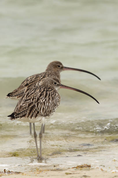 istock Curlews are long slender down curved bills bird 1265230822