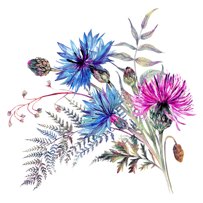 Watercolor Wildflowers Bouquet in Vintage Style. Botanical Illustration of Meadow Flowers Isolated on White. Hand Drawn Boho Wedding Decoration. Cornflower, Thistle, and Ferns.