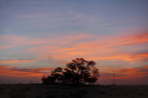 istock A 400 year-old mesquite tree which lives in the middle of desert 1265233320