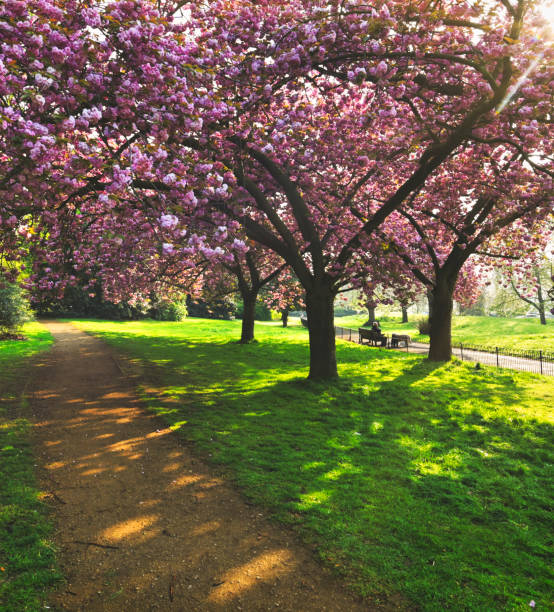 istock Blooms in Hyde Park in London, UK 1265233898