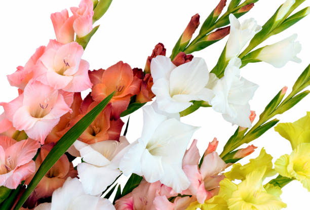 istock Flowers composition with beautiful gladiolus isolated on white background. 1265235502