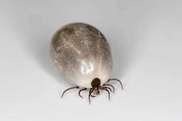 Photo of Macro of fully engorged European Castor Bean tick with swollen abdomen side shot on white latex background