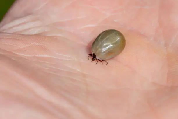 Photo of Large fully engorged tick walking on human hand macro