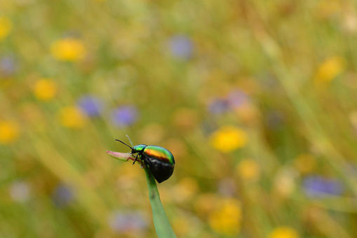 Dogbane leaf beetle( Chrysochus auratus)  on top of a leaf with flowering field in the background.