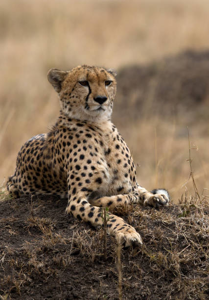 istock Cheetah is a big cat also know as the hunting leopard 1265239432