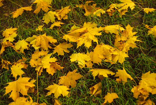 Yellow maple leaves laying on green grass with selective focus, indian summer or golden autumn concept