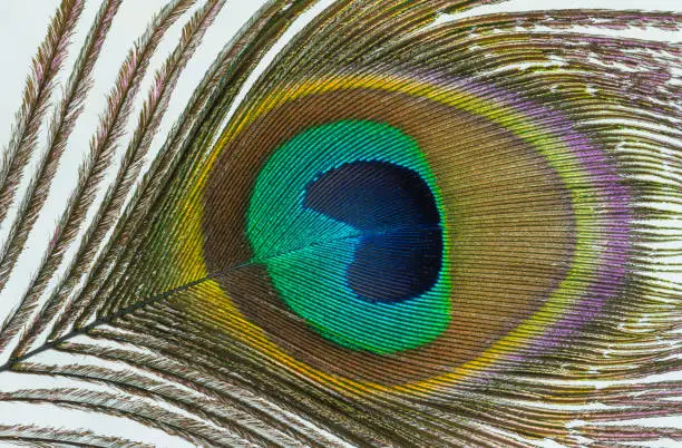 Beautifully colored end of a peacock feather