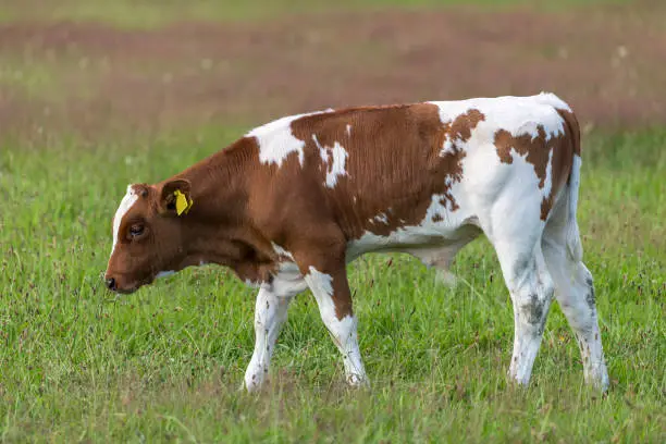 Frisian red-and-white Dutch bull calf in a summery green meadow"n