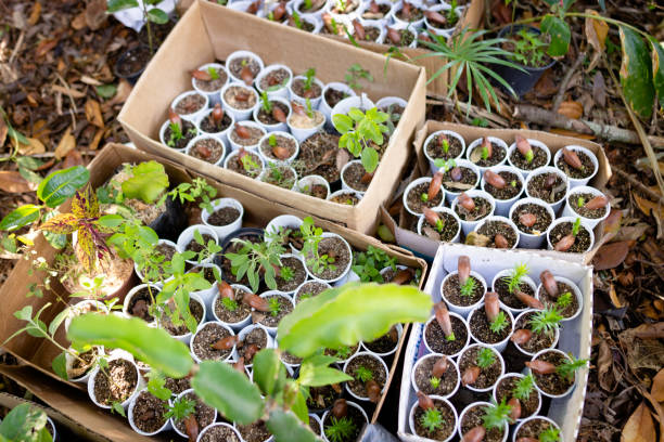 Gardening and planting seedlings