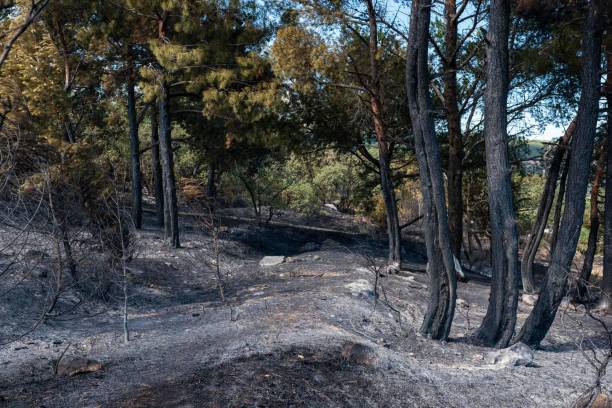 istock Burnt trunks in the pine forest after the fire 1265243073