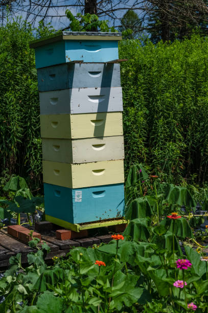 istock Colorful Beehive in a Garden 1265245061