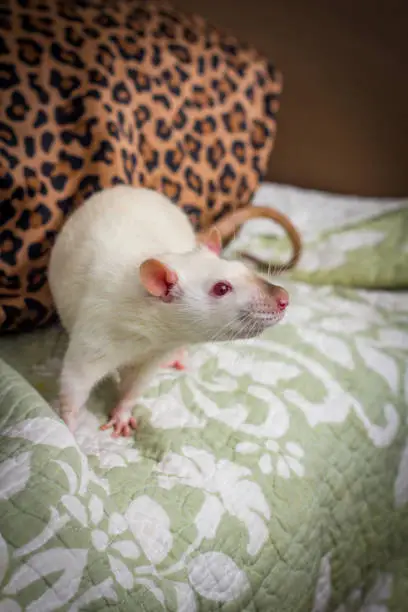 Fancy siamese colored pet rat exploring sofa indoors