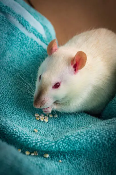 Fancy siamese colored pet rat exploring sofa indoors