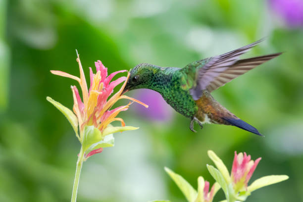 istock A Copper-rumped hummingbird feeding on a flower 1265248068