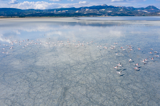 Flamingos flying on lake. Taken via drone. Yarisli Lake in Burdur, Turkey.