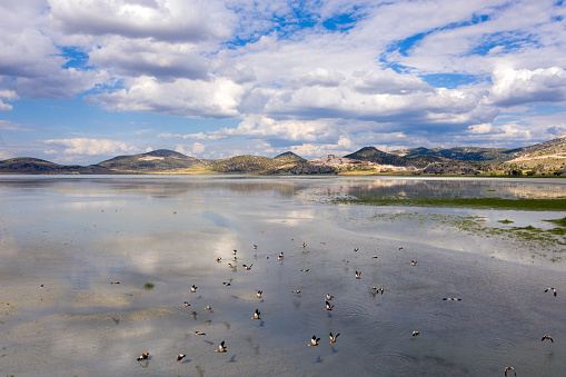 Ruddy shelducks on lake.Taken via drone. Yarisli Lake in Burdur, Turkey.