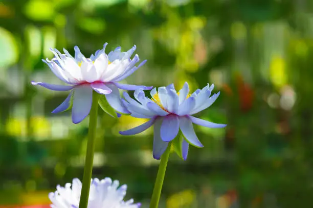 Blue flower of Indian Lotus or Nelumbo nucifera, aquatic plant