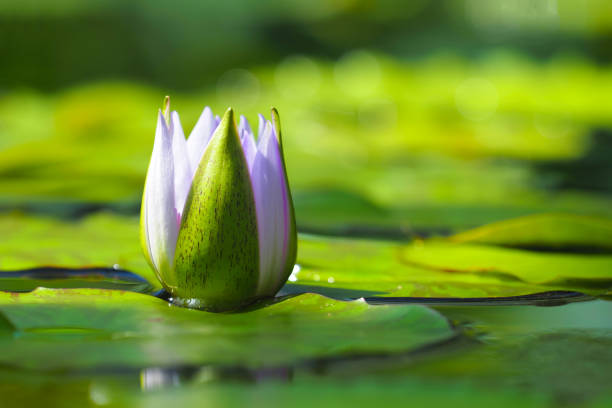 Bud of blue star water lily in pond. Nymphaea nouchali or Nymphaea stellata, caerulea, blue star lotus, red and blue water lily Bud of blue star water lily in pond. Nymphaea nouchali or Nymphaea stellata, caerulea, blue star lotus, red and blue water lily nymphaea stellata stock pictures, royalty-free photos & images