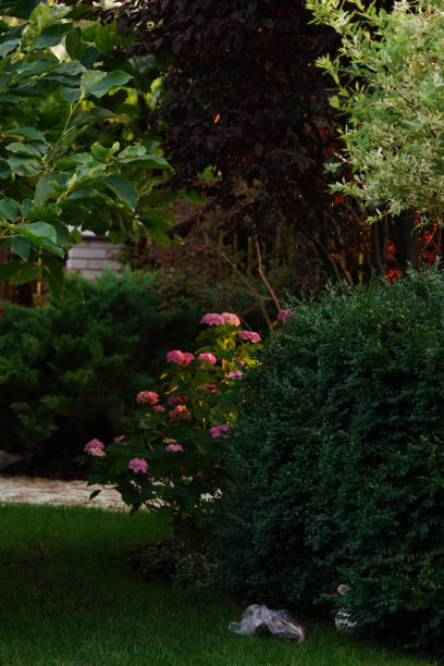 istock pink hydrangea flowers in the evening garden 1265251411