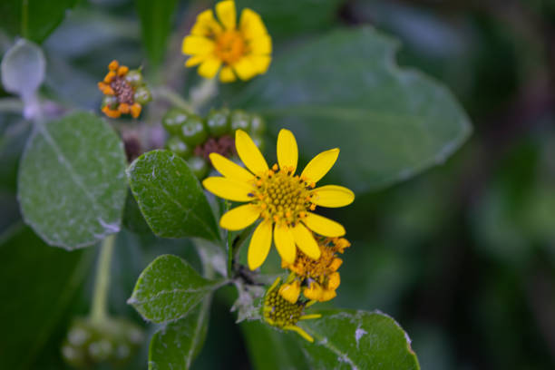istock Yellow Flowers from a garden in a spring session 1265251901