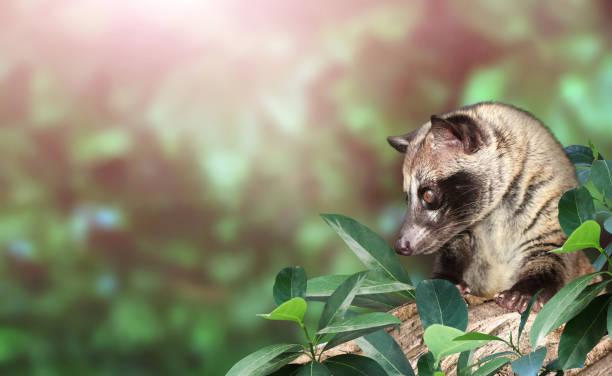 1,275 Civet Cat Stock Photos, Pictures & Royalty-Free Images - iStock |  Civet cat china, Civet cat cage