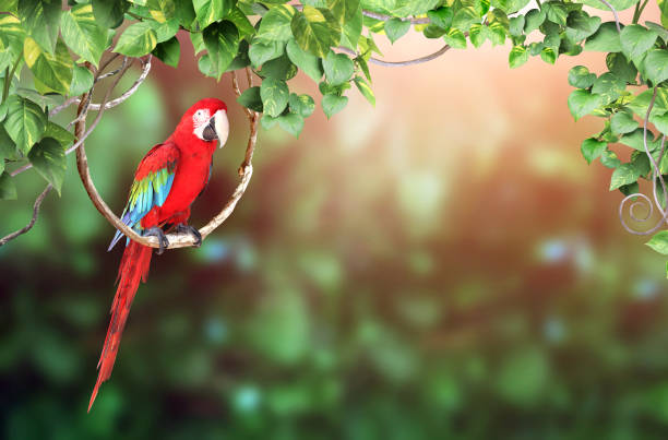 Horizontal nature background with Ara parrot (Ara macao) sits on a liane among tropical leaves. Sunny blurred backdrop with Scarlet Macaw. Copy space for text