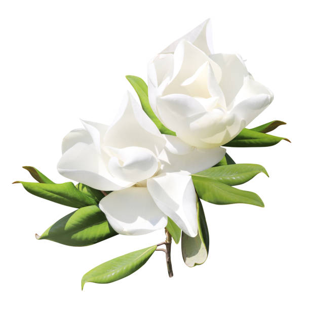 istock Branch of magnolia (Magnoliaceae) with two white flowers 1265253936