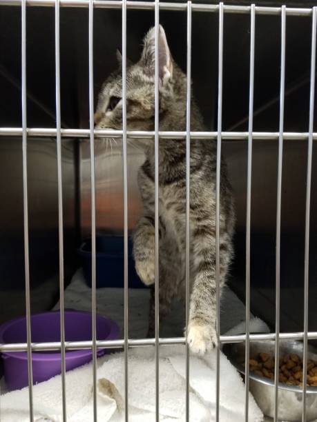 istock cute grey striped kitten in cage at shelter 1265255151