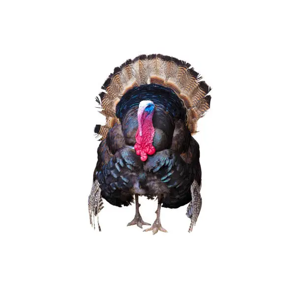 Turkey bird isolated on white background. Large bird Meleagris. Male domestic turkey with snood