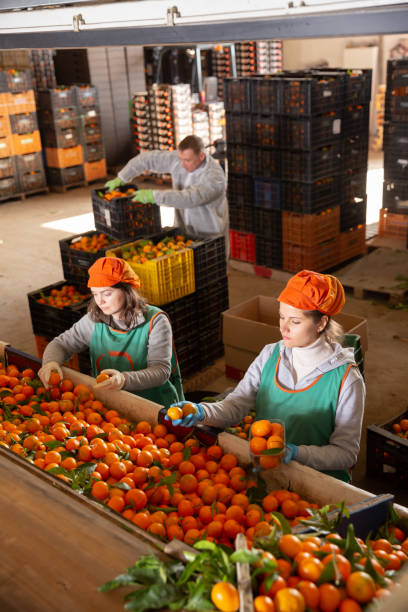 istock High angle view of group of people working on citrus sorting line at warehouse 1265257195