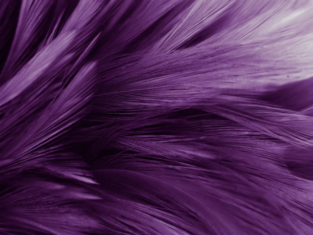 istock Beautiful abstract pastel purple feathers on dark background, black feather frame texture on purple background, dark feather, black banners 1265257212