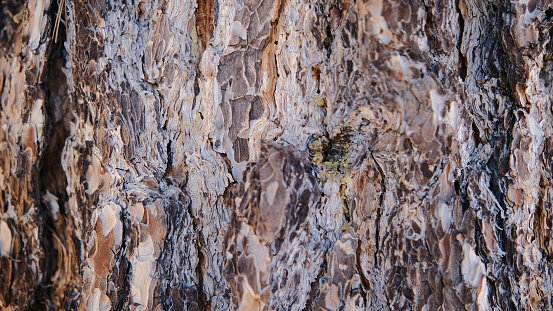 Beautiful rich closeup of wooden tree bark