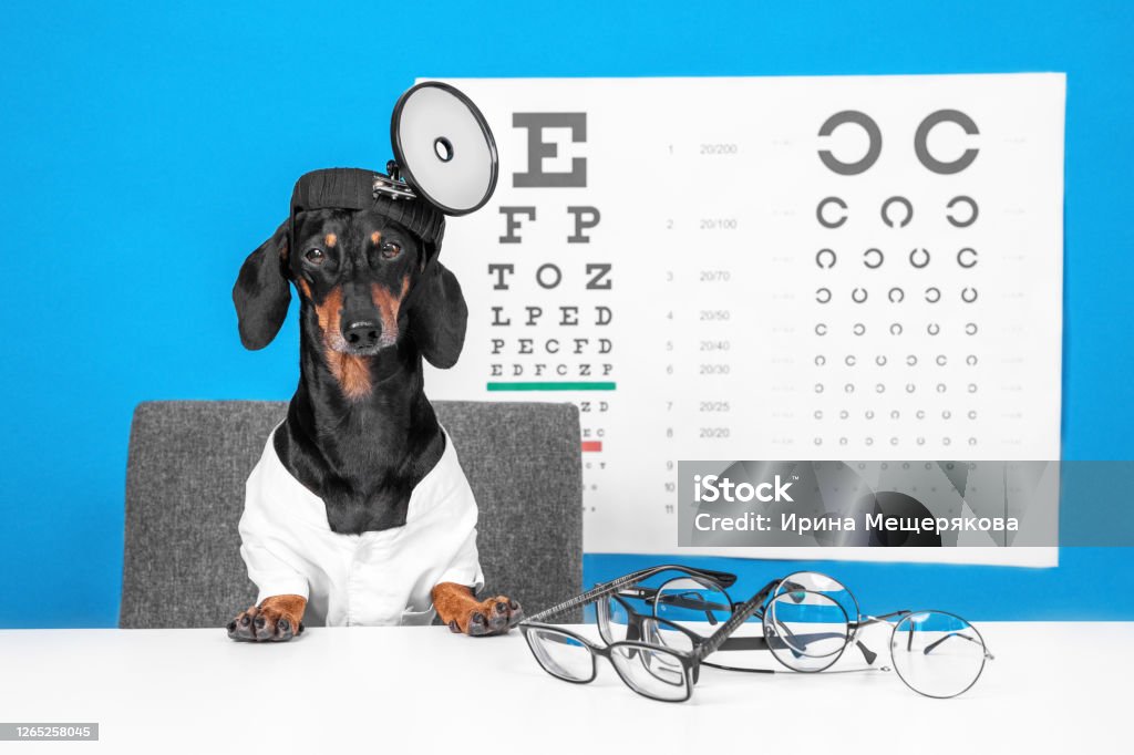 Cute Dachshund Dog Ophthalmologist In Doctor Uniform With Robe And Head  Mirror Glasses For Vision Correction On The Desktop Distant Sight Chart For  Eye Test On Background Front View Stock Photo -