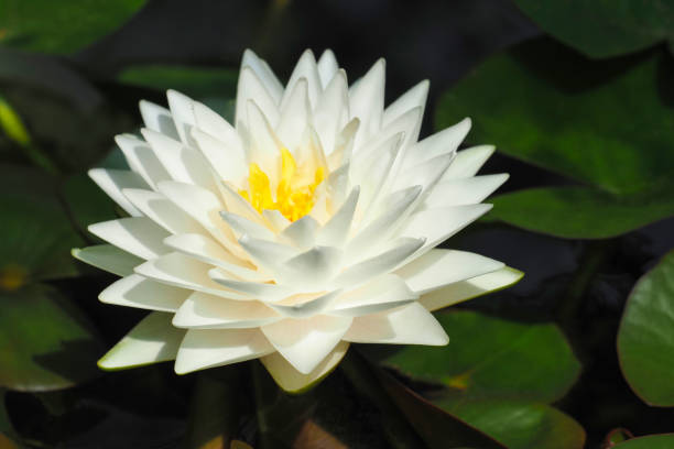 White waterlily lake. Water lily or Nymphaea candida in pond, close-up White waterlily lake. Water lily or Nymphaea candida in pond, close-up nymphaea candida stock pictures, royalty-free photos & images