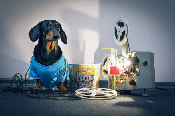 いたずらなダックスフント犬は、リールからテープに絡まり、伝統的な映画鑑賞セットの隣に座っています - 塩漬けやキャラメルポップコーン、ソーダのボトルとヴィンテージフィルムプロ� - home movie ストックフォトと画像