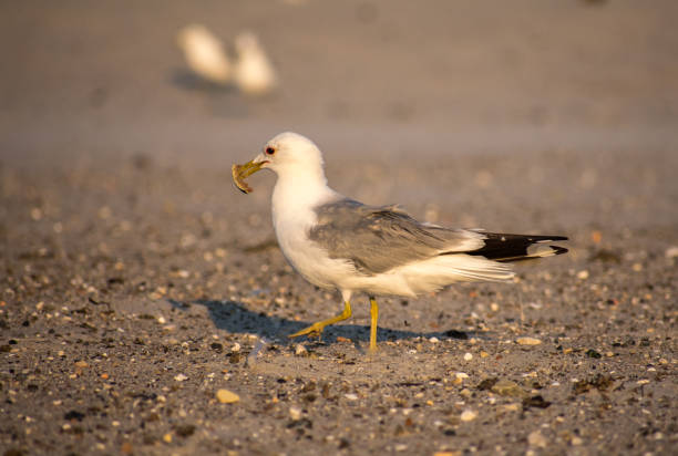 istock Sea gull on a sunset beach 1265259458