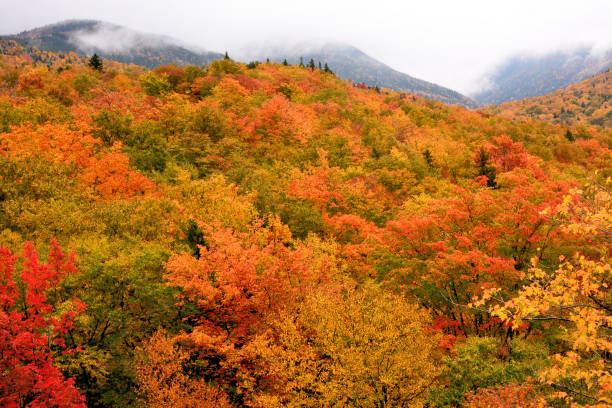 otoño en las montañas blancas - white mountain national forest fotografías e imágenes de stock