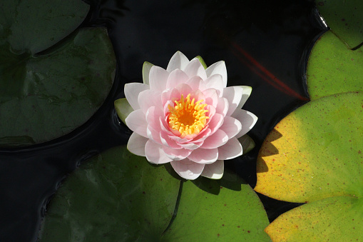 Bright blooming  water lotus flower growing among lush leaves on calm pond