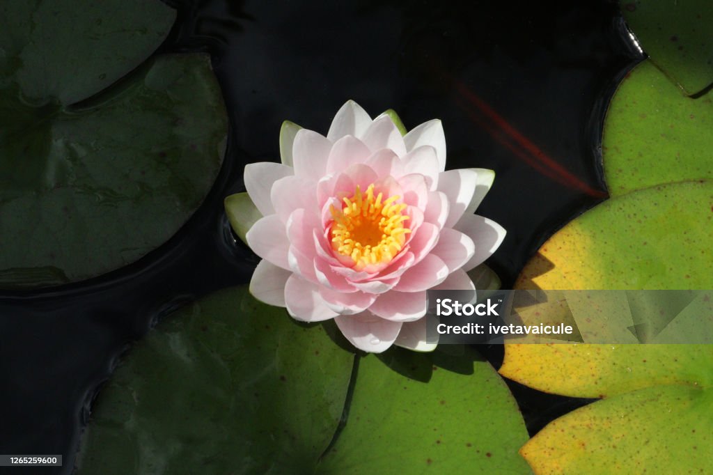 Water Lily Garden pond with waterlily, closeup Lotus Water Lily Stock Photo