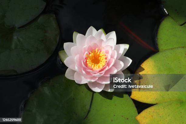 Water Lily Stock Photo - Download Image Now - Lotus Water Lily, Blossom, Lily